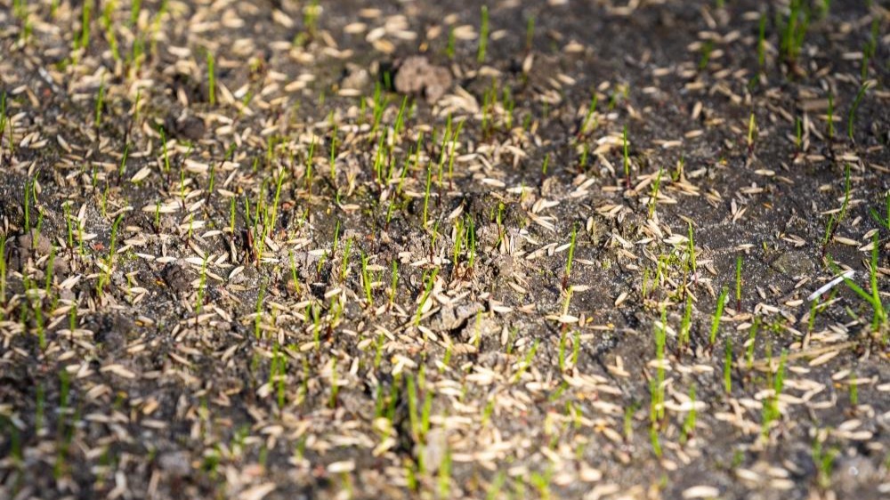 Refaire sa pelouse au printemps