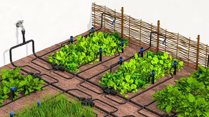 Potager et arrosage automatique